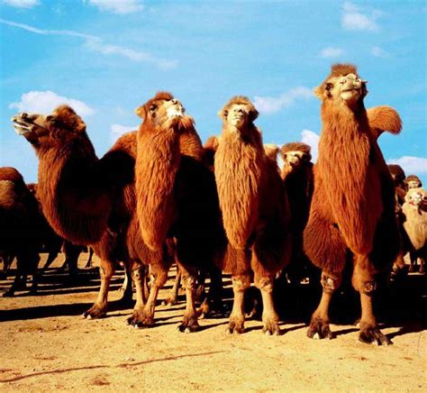 骆驼峰，骆驼峰的营养价值,骆驼峰3种最简单的吃法 - 知乎