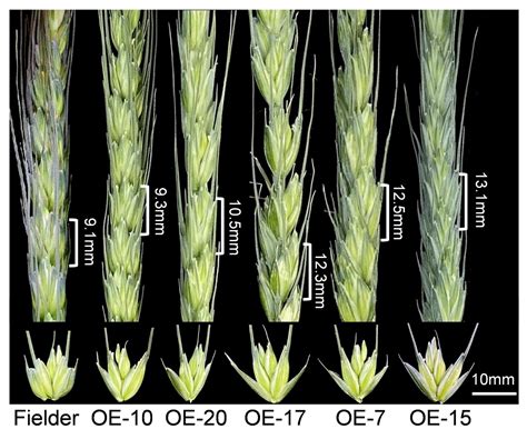 小麦出穗期怎么施肥产量高？小麦增产肥料的具体使用方法 - 知乎