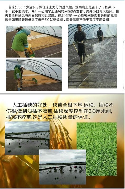 万字长文读懂粳米产业链：生产、流通、加工，替代品种