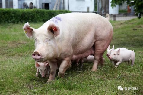 三元母猪变养猪界种用“新宠”，短板问题需解决！|三元|母猪|杜洛克_新浪新闻