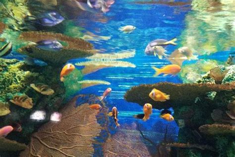 聊城水族馆龙鱼 - 泰国雪鲫鱼 - 广州观赏鱼批发市场