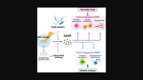 细胞衰老与肿瘤微环境,Molecular Oncology - X-MOL