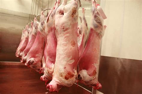 牛羊屠宰场_牛羊肉定点屠宰场_牛羊肉白条供应_牛羊肉白条批发