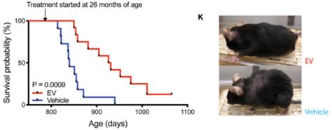 《自然》子刊：发现新的延寿“开关”！科学家发现转录因子FOXM1有抗衰延寿之效，可将小鼠寿命延长28%丨科学大发现|肿瘤_新浪新闻