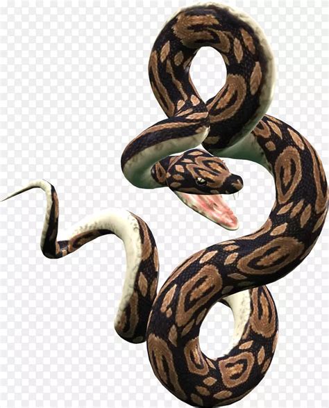 蛇蜥蜴爬行动物-蛇PNG图片下载PNG图片素材下载_图片编号31906-PNG素材网