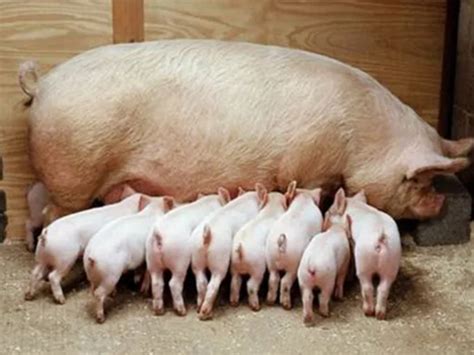 母猪产后怎样护理如何饲喂？母猪产仔后应该怎么护理？本文告诉你|太保|母猪|护理_新浪新闻