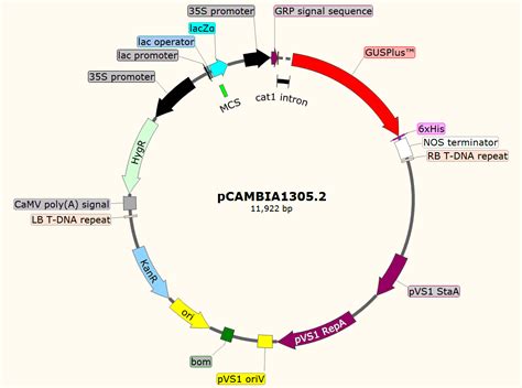 pCambia1305.2 pCambia 1305.2载体图谱质粒图谱、序列、价格、抗性、测序引物、大小等基本信息_生物风载体