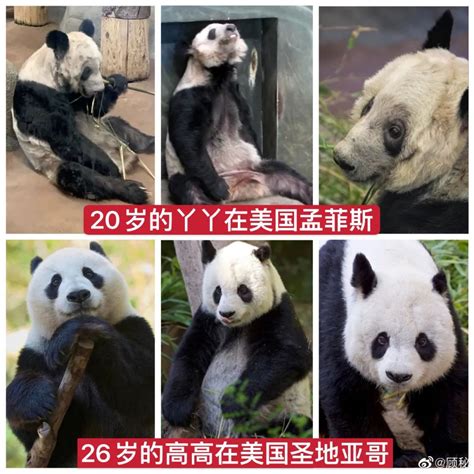 欢迎回家！ 2分钟了解旅美20年的大熊猫“丫丫”回国时间线_腾讯视频