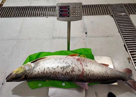 丹江口捕获百斤淡水鲨鱼之称的大鱤鱼，近1.7米长！_保护