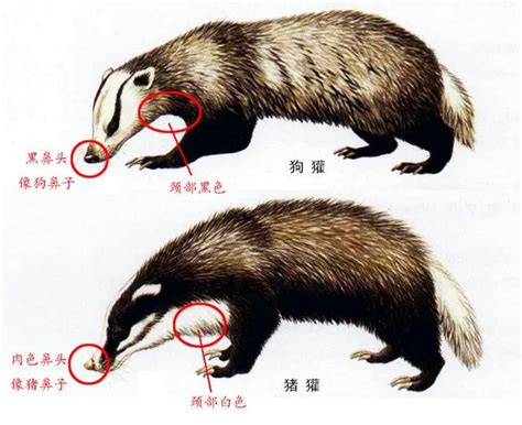 猪獾的饲养管理-农百科