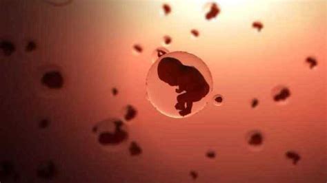 从受精卵到胎儿的发育，3D大片看清全过程，不禁感叹生命的伟大