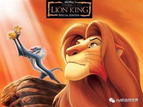 狮子王只有一个镜头是实拍 早于北美上映的迪士尼真人版《