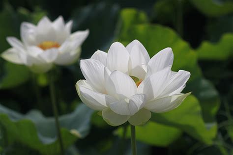 青莲花图片