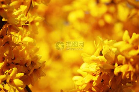 黄黄色花朵荆棘雄蕊美丽植物学花瓣花园园艺树叶植物群晴天高清图片下载-正版图片321188434-摄图网