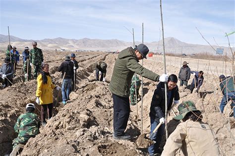 西藏噶尔的“绿色战役”：两年投资1.5亿，消除“无树户” _中国网草原频道