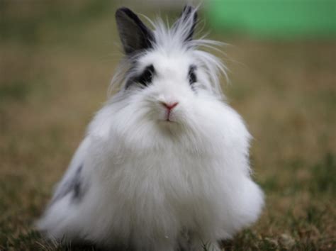 常见的兔子有哪几种（兔子的种类介绍和图片） - 胖萌舍宠物网
