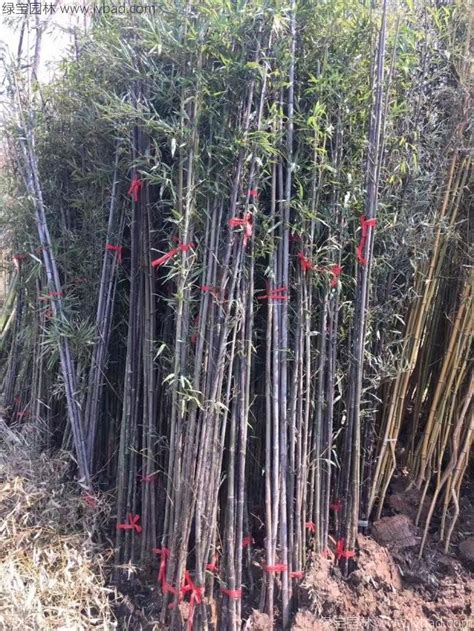 斑竹的传说,斑竹的种类,斑竹_大山谷图库