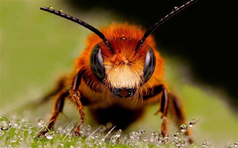 蜜蜂的别称,蜜蜂的特点描写_大山谷图库