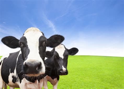 草地上的两头奶牛肖像图片下载 - 觅知网