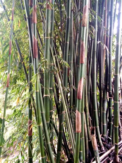 竹子的生长习性及其形态特征-168鲜花速递网