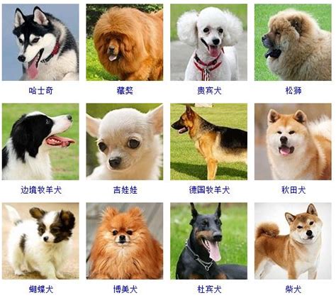 常见的狗的品种及特点（常见的15种狗狗优缺点分析）-问答屋