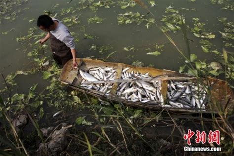 重庆一鱼塘突现深坑，2万斤鱼一夜消失！当地政府部门回应-中国网