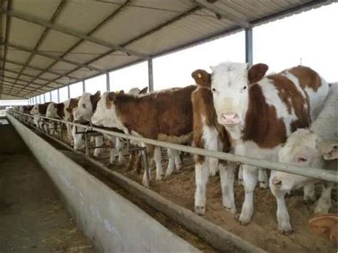 大武口区星海镇：“牛产业”让群众过上了“牛日子”