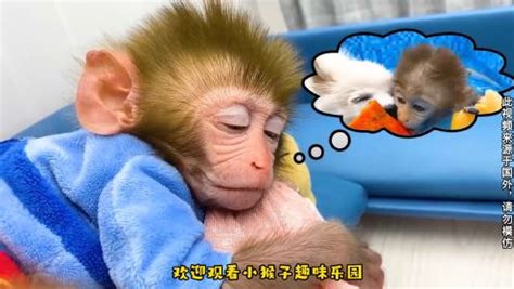 小猴子趣味乐园：小猴子不仅学会了游泳，还得到了香蕉奖励_高清1080P在线观看平台_腾讯视频