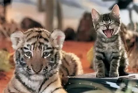 老虎会把猫当小老虎吗，老虎会觉得猫是同类吗 - 精选问答 - 懂了笔记