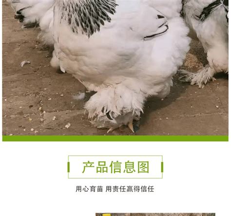 观赏鸡出售婆罗门鸡 梵天鸡薰衣草鸡鸡苗种蛋均有-阿里巴巴