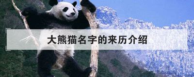 想给大熊猫起名字？你得先知道这些“大熊猫天团”的名字都从何而来-大熊猫网