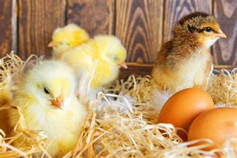 鸡蛋几天能孵出来小鸡，鸡蛋多久能孵出小鸡|admin_人人点