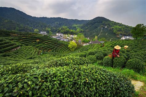 茶园绿色植物高山图片免费下载_PNG素材_编号192iw2p68_图精灵