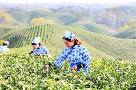 南涧：推进茶旅深度融合 打造绿美茶山景区 _www.isenlin.cn