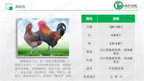 [瑶鸡批发]瑶鸡 6-7斤 公价格9.5元/只 - 惠农网