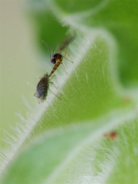 专门祸害夹竹桃的蚜虫，这种不怕毒液的害虫，处理都要小心点