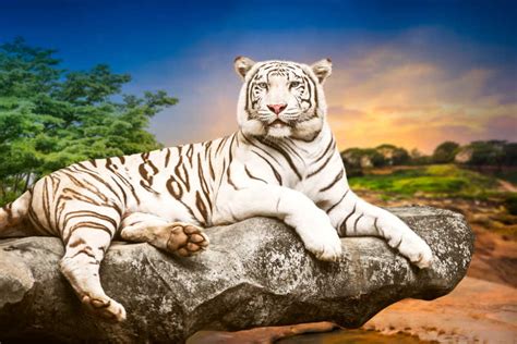 白色老虎图片-趴在岩石上休息的白虎素材-高清图片-摄影照片-寻图免费打包下载