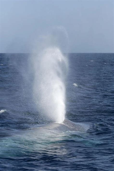 海洋科普丨为什么鲸鱼要喷水？从哪里喷水？_喷气