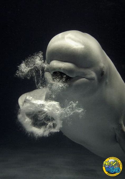 日本水族馆白鲸的精彩表演 - 神秘的地球 科学|自然|地理|探索