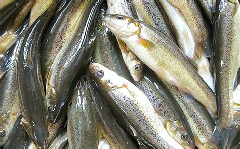 农村河里常见的十种鱼(河里有几种鱼) - 百科 - 布条百科