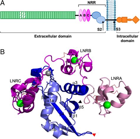 The Notch receptor and the NRR of hN2. (A) The domain structure of the ...