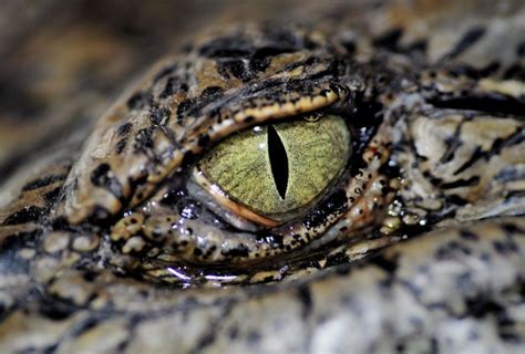 世界最奇特的十大动物的眼睛 感受不一样的视觉世界_搜狗指南