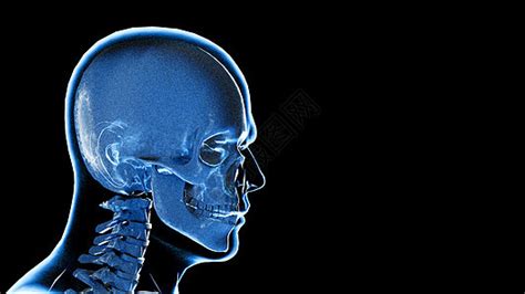 3D颅骨侧面图片素材-正版创意图片401792353-摄图网