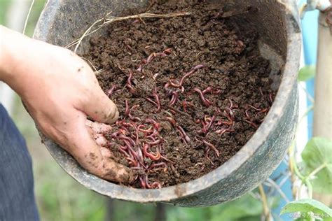 蚯蚓养殖和经济昆虫养殖处理农业废弃物研究进展 - 知乎