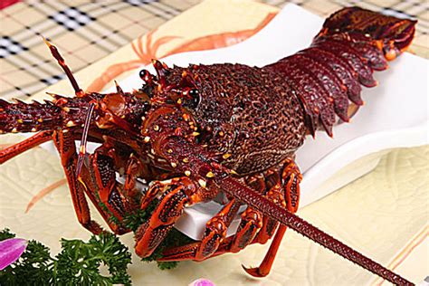 新鲜！澳洲淡水蓝龙虾在中牟试养成功 据说比红色小龙虾好吃（图） - 河南一百度