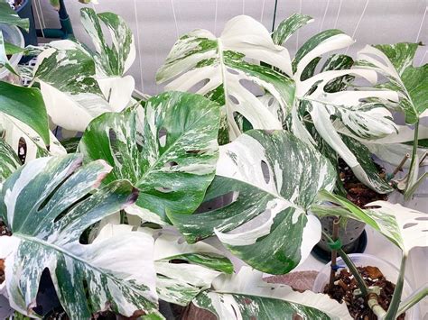 白锦龟背竹，变异品种更漂亮，1片叶子200块，价格真的超高|龟背竹|变异|植物_新浪新闻