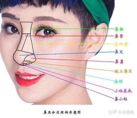 鼻子类型图片介绍(九种鼻型解析｜哪种鼻子是你理想鼻型？) | 说明书网