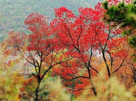 武汉银杏树景点在哪里 武汉周边赏枫叶的地方_旅泊网
