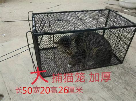 养了100多只豹猫的猫贩子，终于被抓了！_风闻