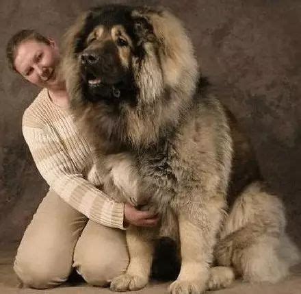 高加索出售300元一只,300斤高加索犬,不是纯种高加索图片_大山谷图库
